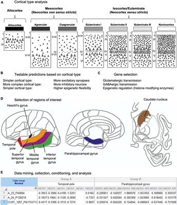 Cortical type: a conceptual tool for meaningful biological interpretation of high-throughput gene expression data in the human cerebral cortex